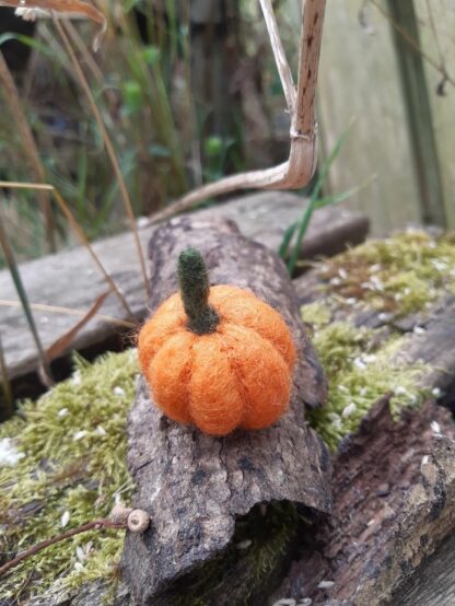 Mini citrouille n.1 – Image 2