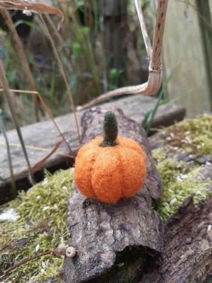 Mini citrouille n.1